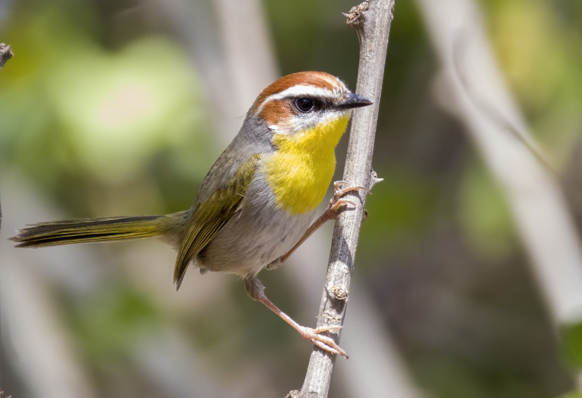 Rufous-capped Warbler - ML619749071