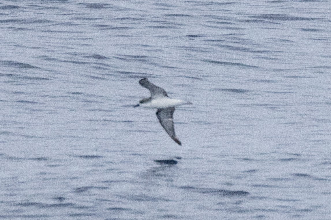 Cook's Petrel - ML619749094