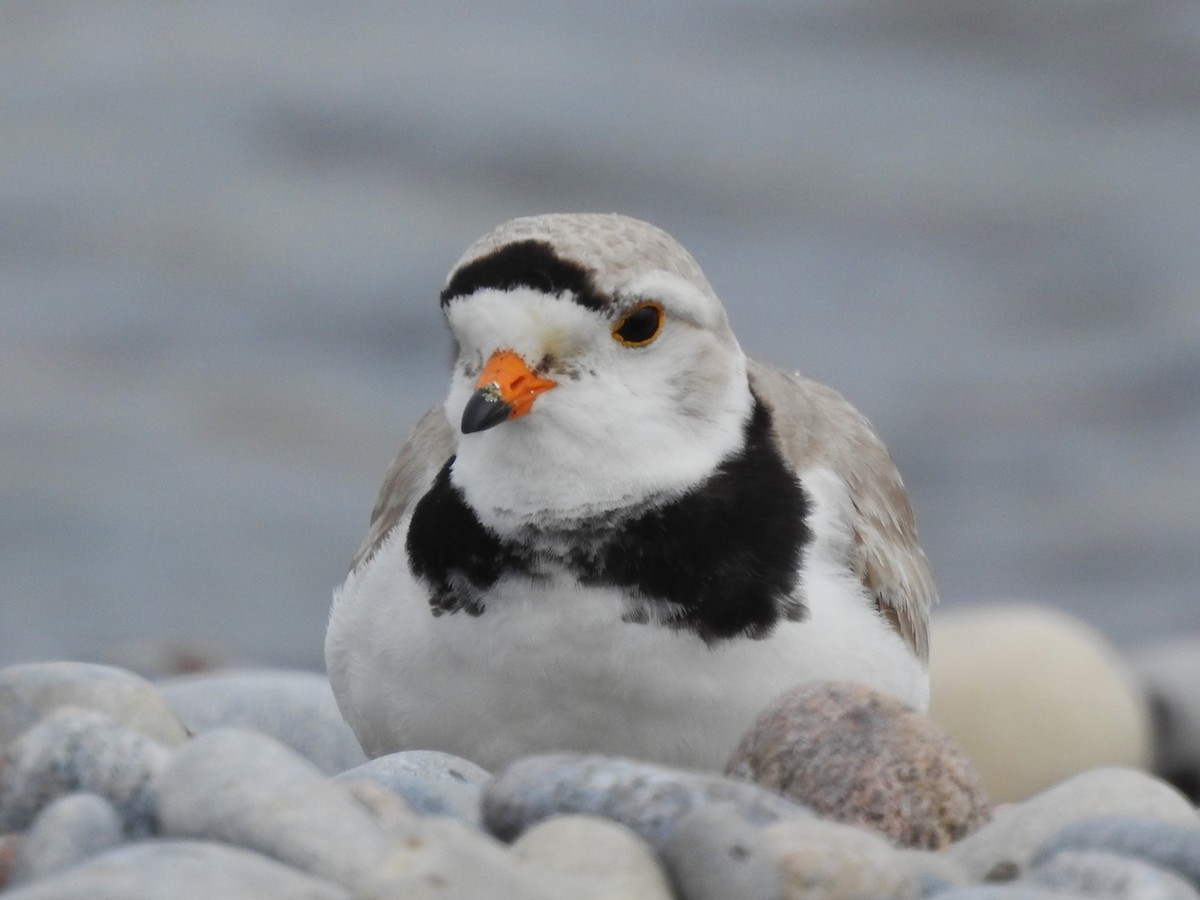 Piping Plover - ML619749095