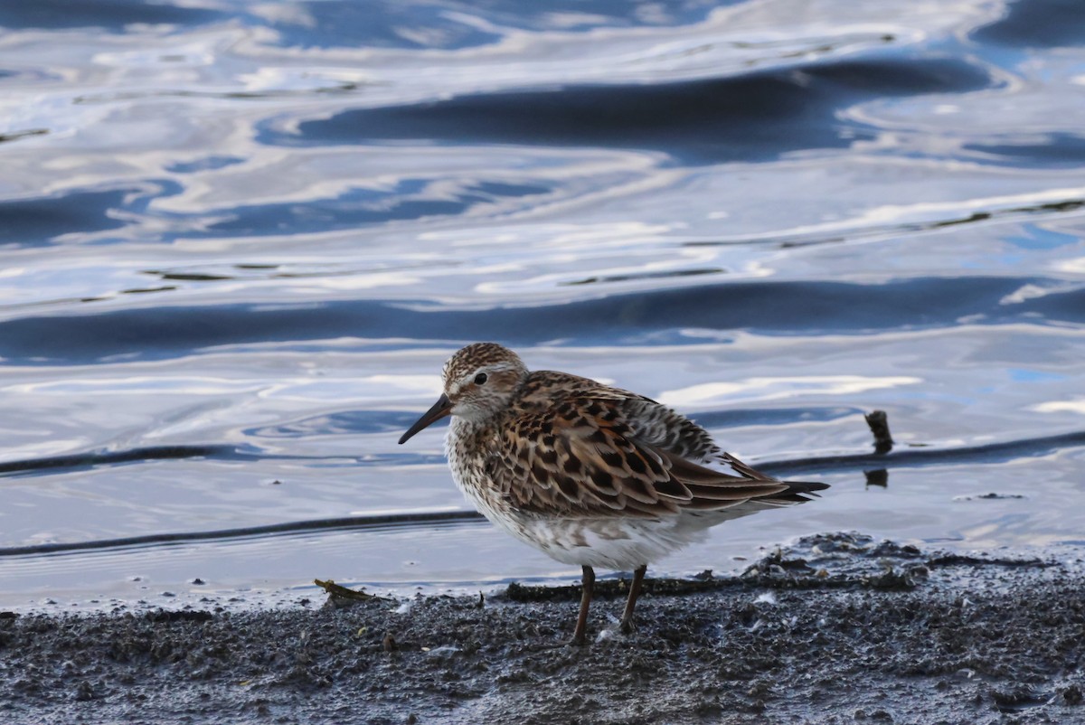 White-rumped Sandpiper - ML619749098