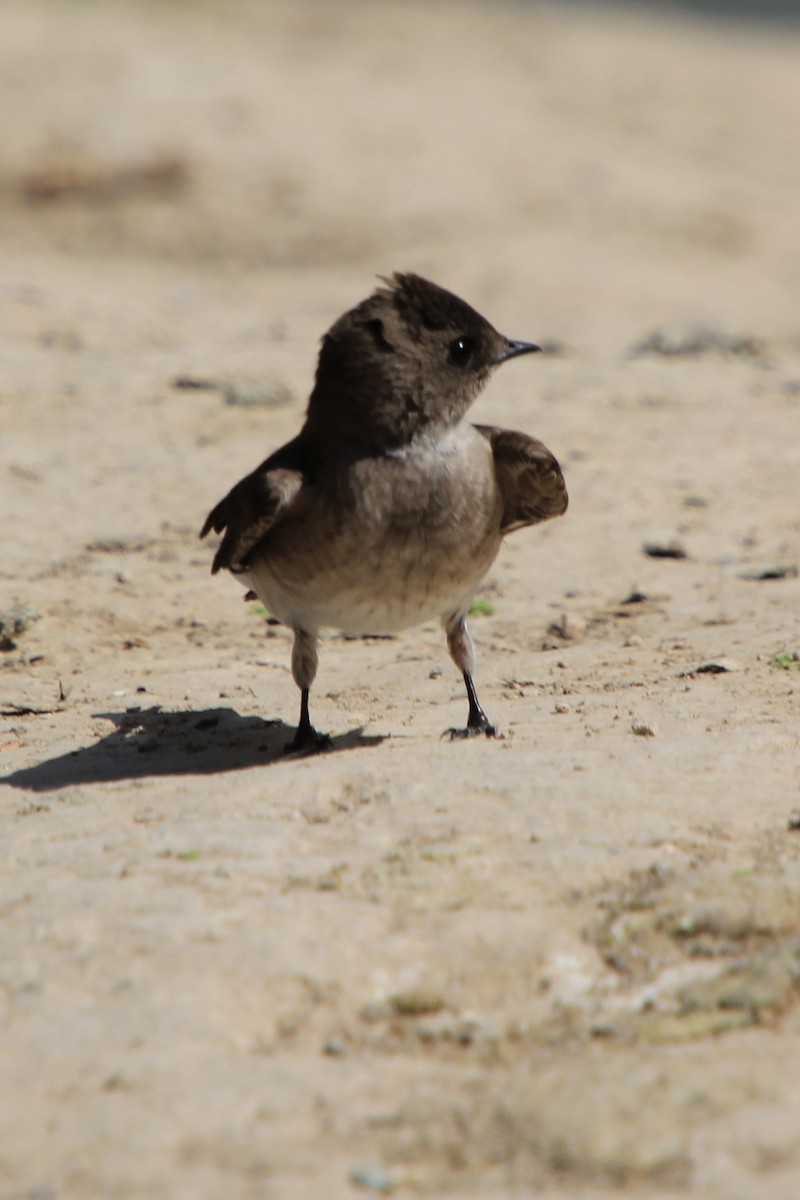 Hirondelle à ailes hérissées - ML619749110