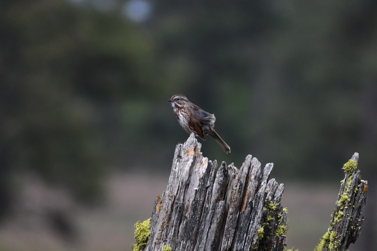 Song Sparrow - ML619749113