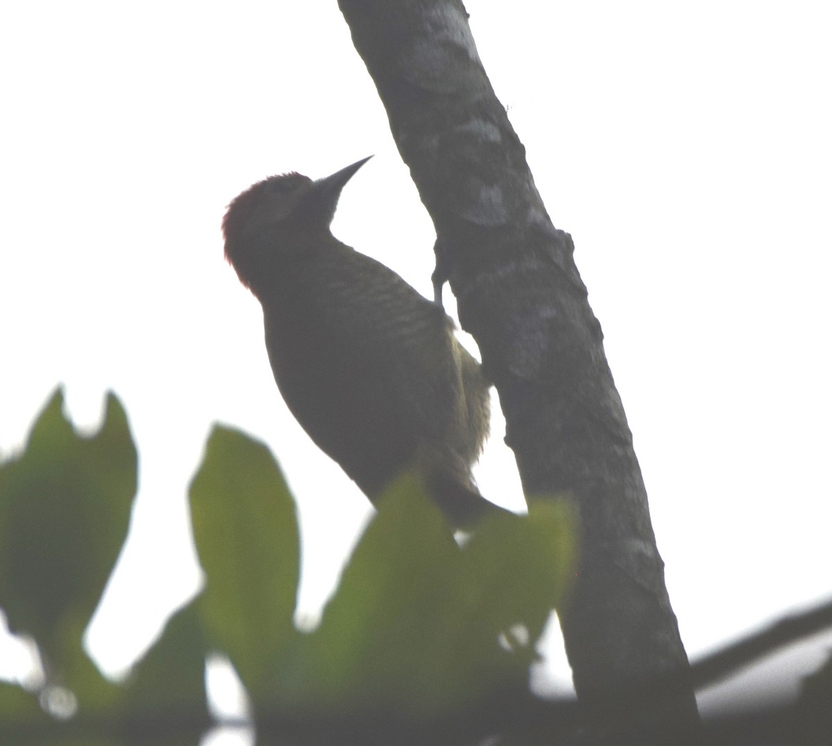 Golden-olive Woodpecker - ML619749114