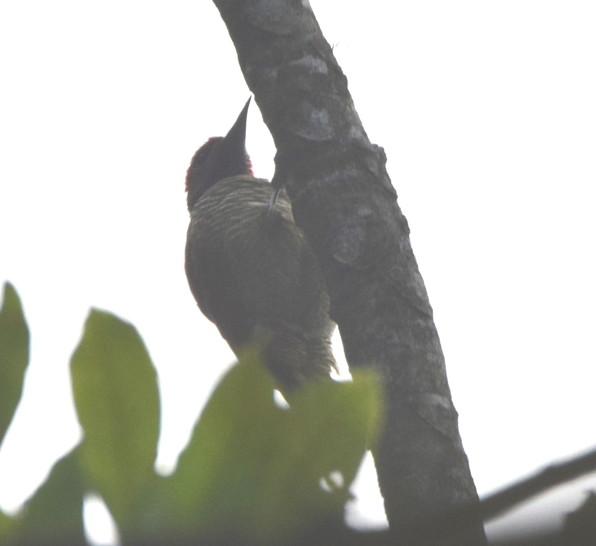 Golden-olive Woodpecker - ML619749120
