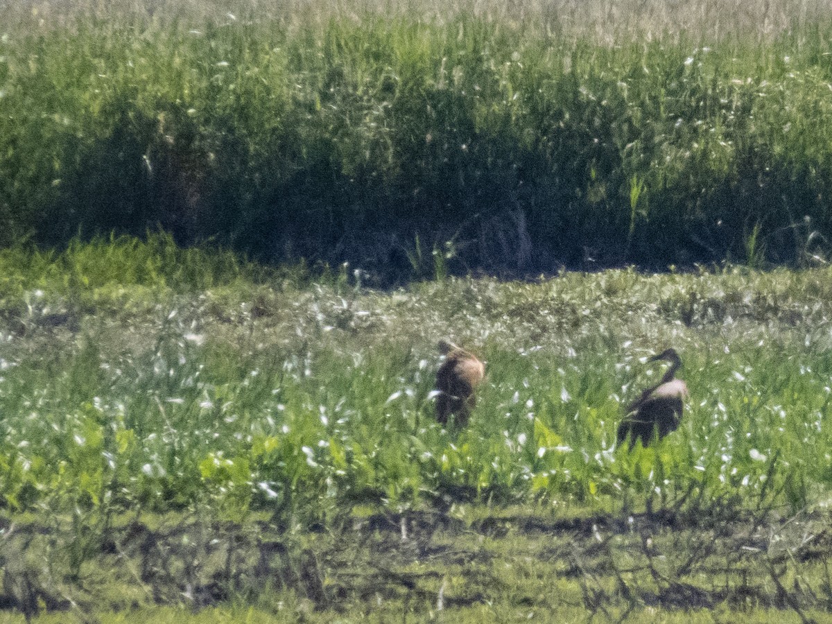 Sandhill Crane - ML619749128