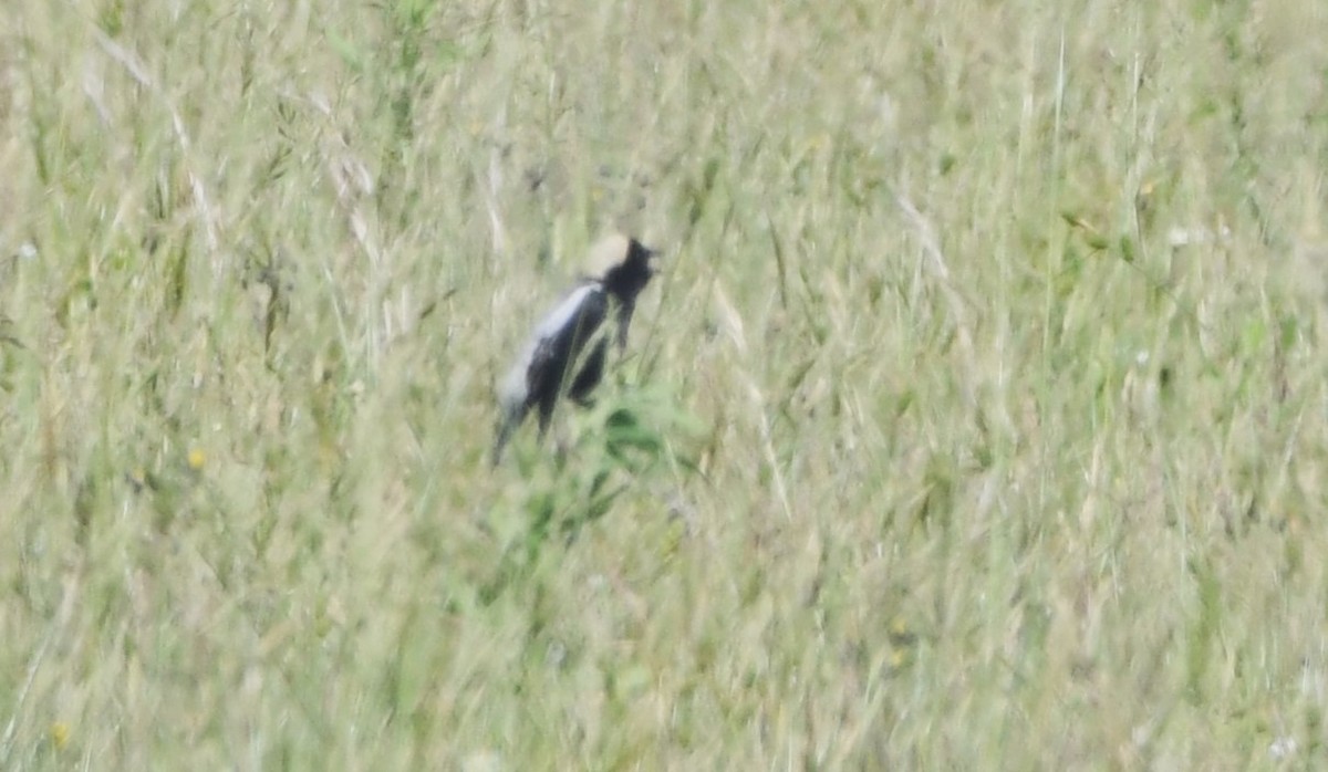 bobolink americký - ML619749179