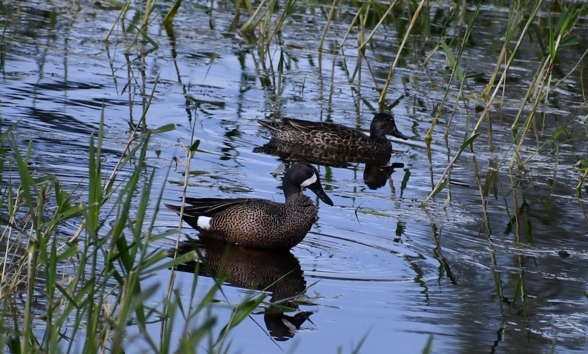 Blue-winged Teal - ML619749190