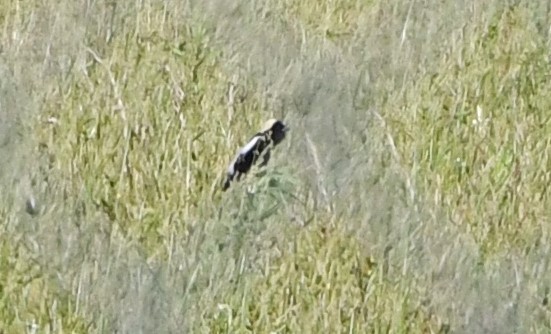 bobolink americký - ML619749194