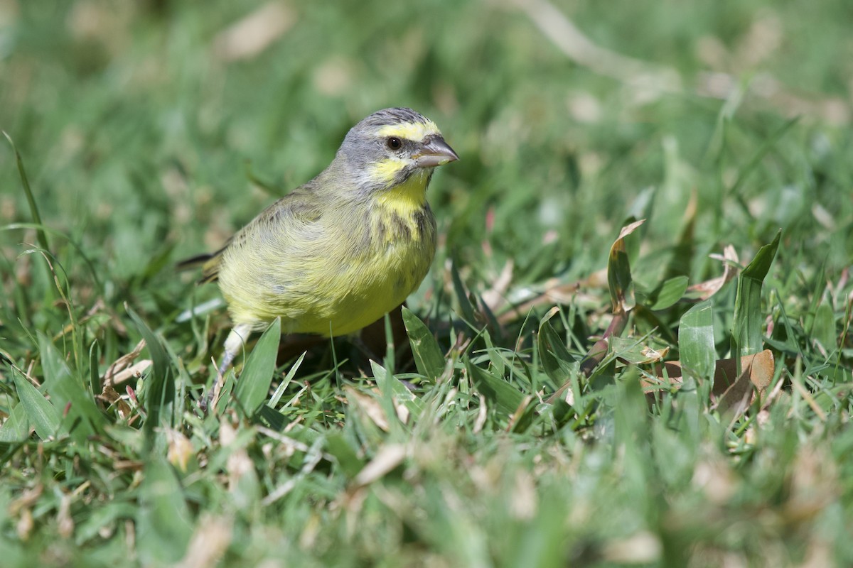 Yellow-fronted Canary - McKay Olson