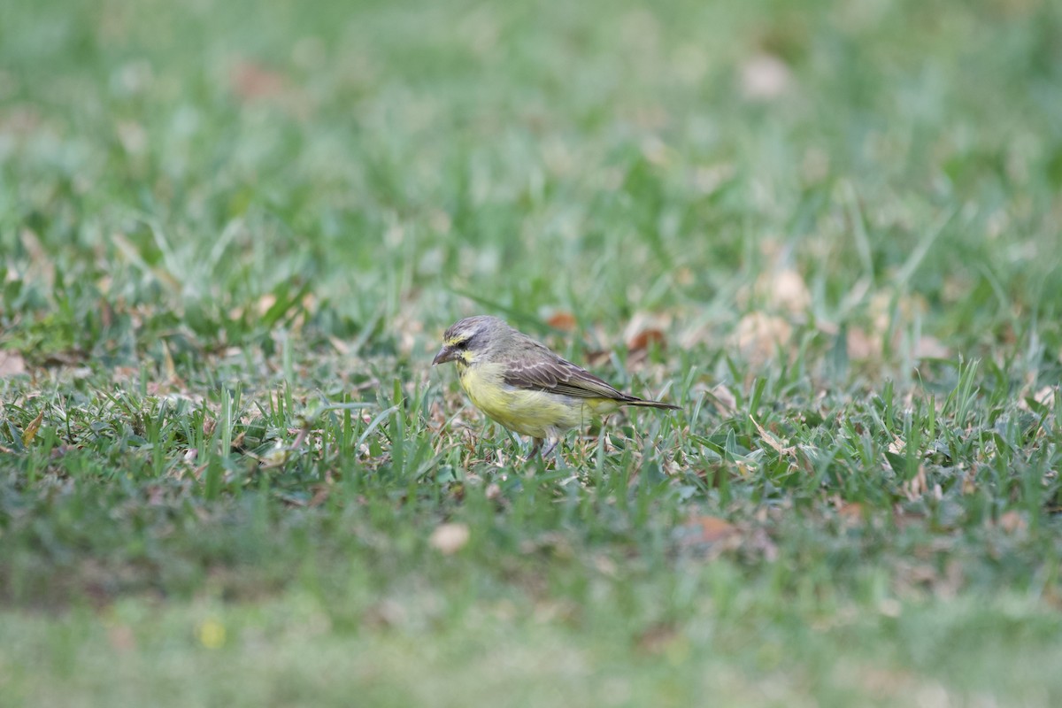 Serin du Mozambique - ML619749201