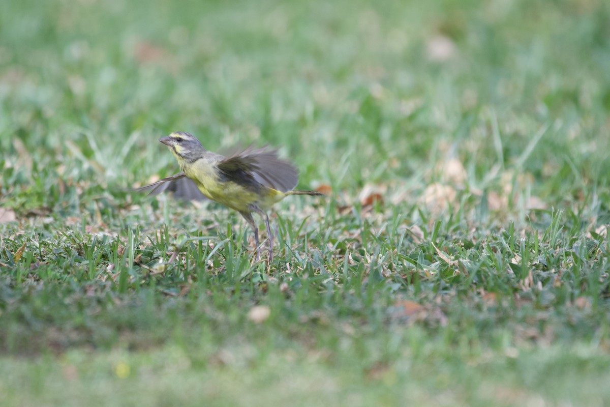 Yellow-fronted Canary - ML619749202