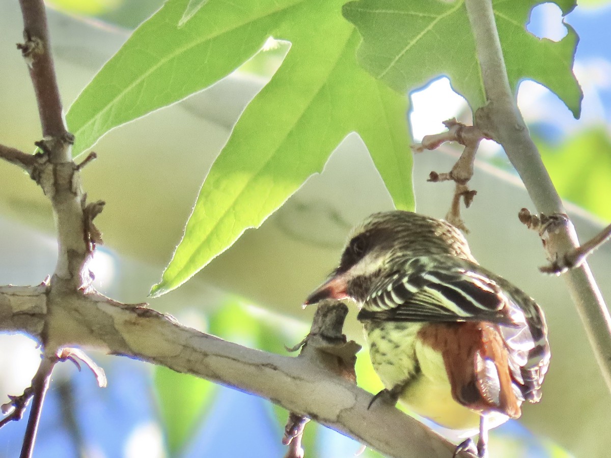 Sulphur-bellied Flycatcher - ML619749214