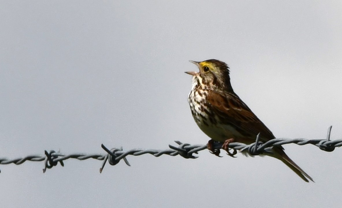 Пасовник савановий - ML619749246