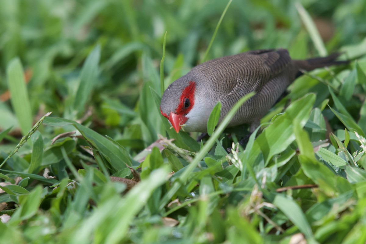 Common Waxbill - ML619749256