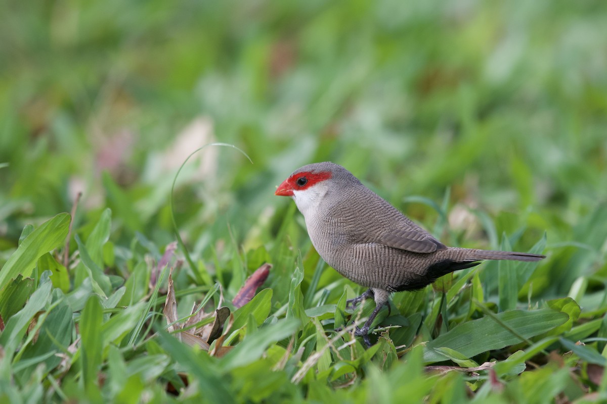 Common Waxbill - ML619749259