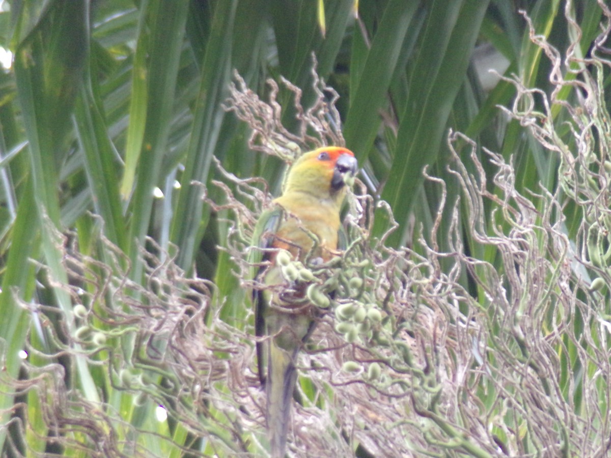 Golden-capped Parakeet - ML619749266