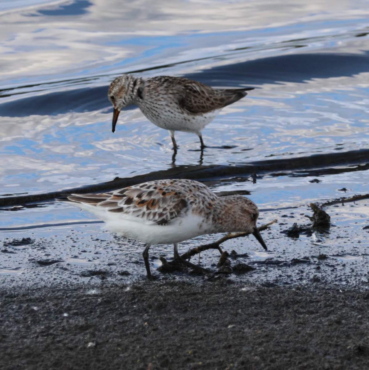 Weißbürzel-Strandläufer - ML619749295