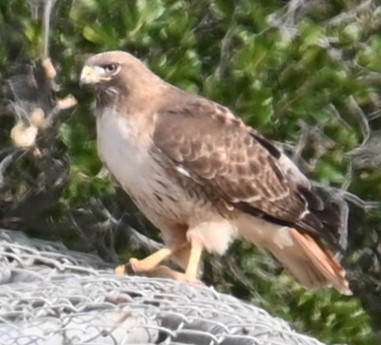 Red-tailed Hawk - ML619749322