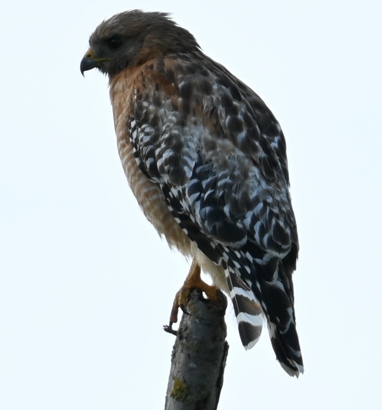 Red-tailed Hawk - ML619749328