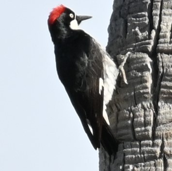 Acorn Woodpecker - ML619749336