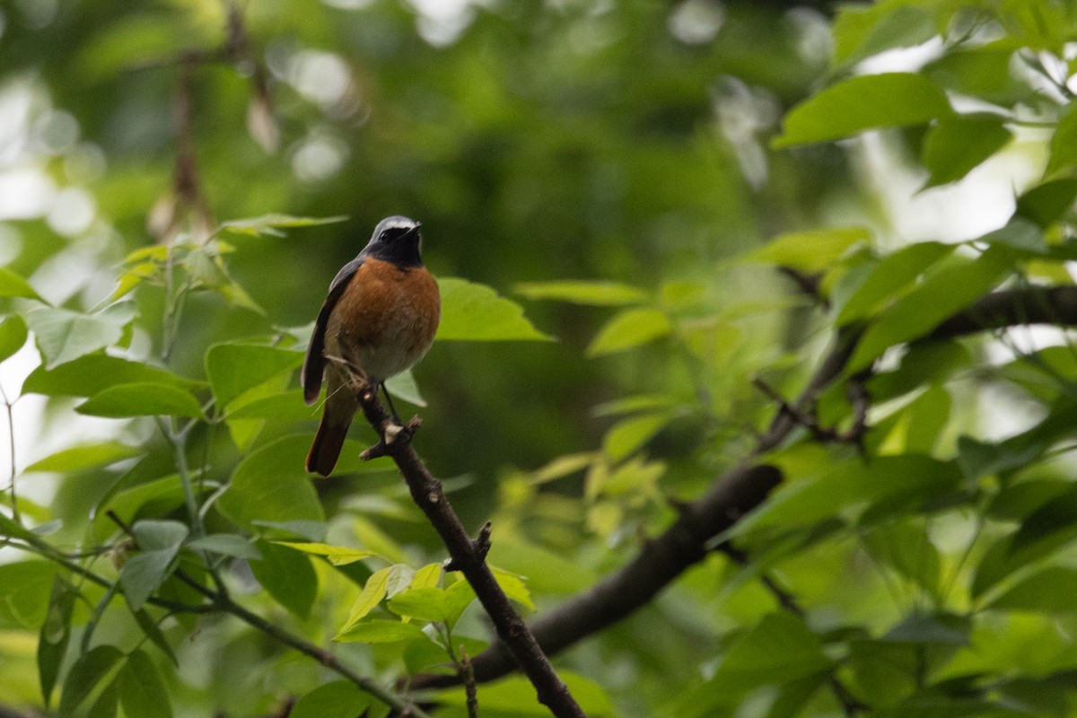 Common Redstart - Gaurav Manglik