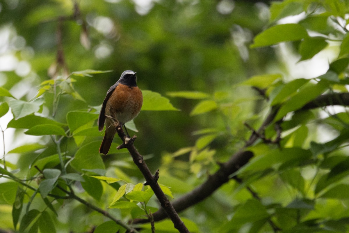 Common Redstart - ML619749350