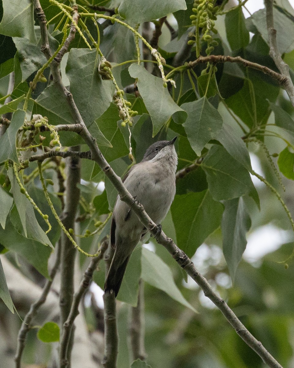 Curruca Zarcerilla - ML619749358