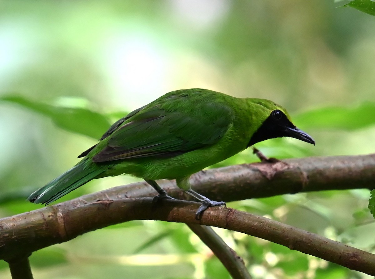 Greater Green Leafbird - ML619749374