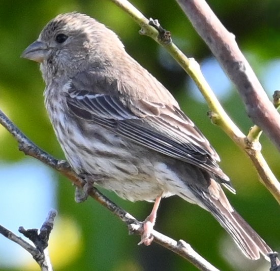 House Finch - ML619749380