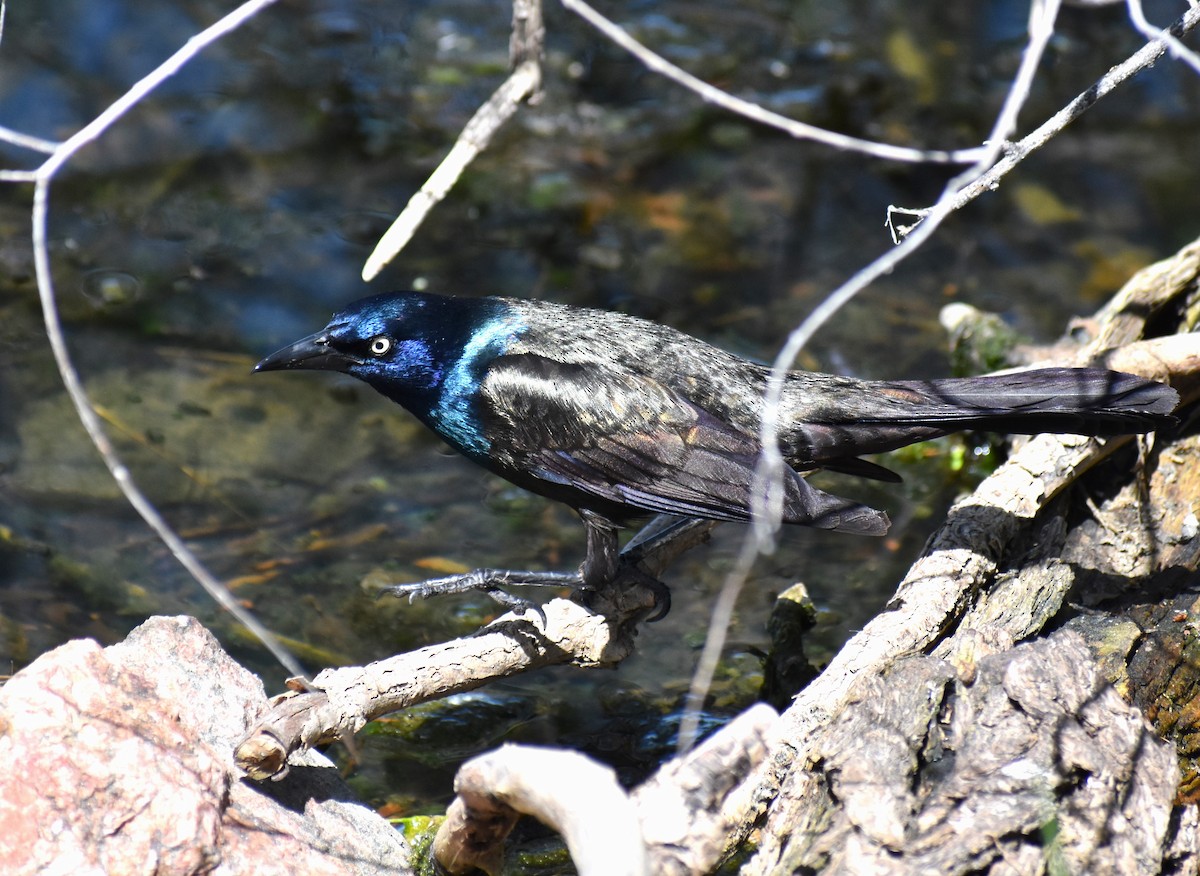 Common Grackle - ML619749390