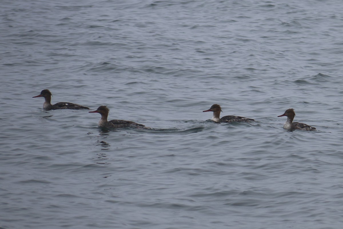 Red-breasted Merganser - ML619749401