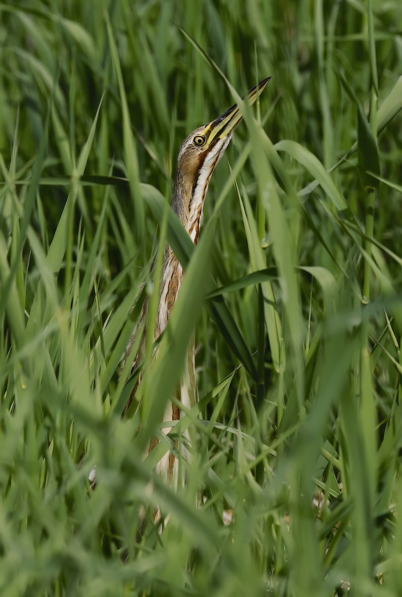 American Bittern - ML619749408