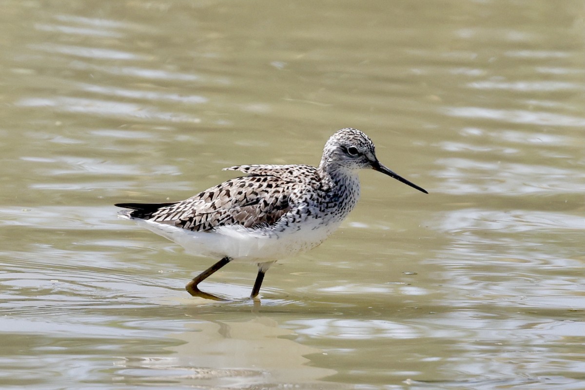 Marsh Sandpiper - ML619749429