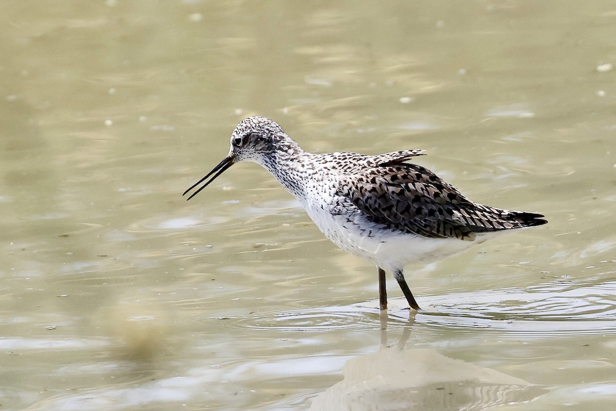 Marsh Sandpiper - ML619749430