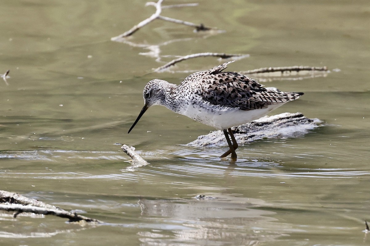 Marsh Sandpiper - ML619749431