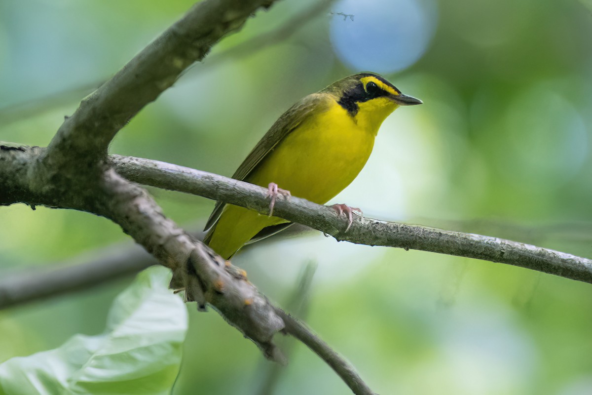 Kentucky Warbler - ML619749435