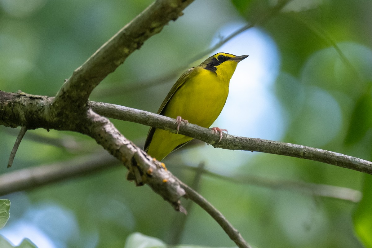 Kentucky Warbler - ML619749436