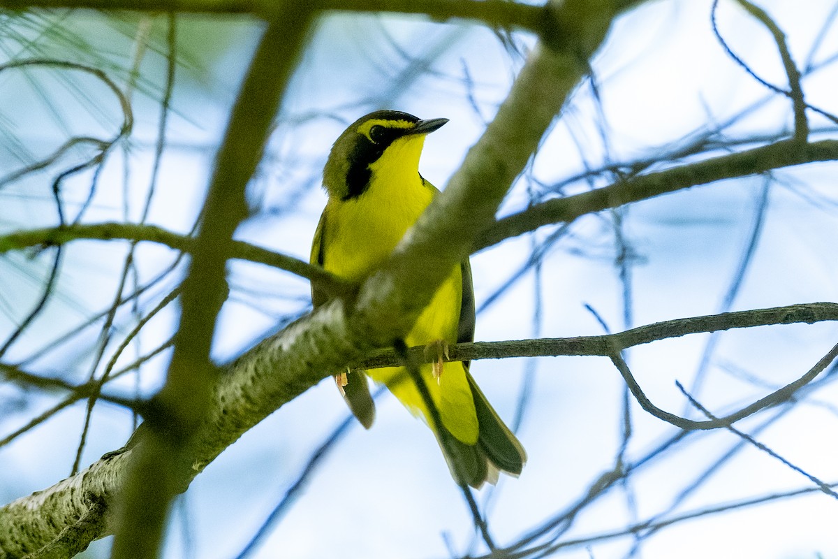 Kentucky Warbler - ML619749437