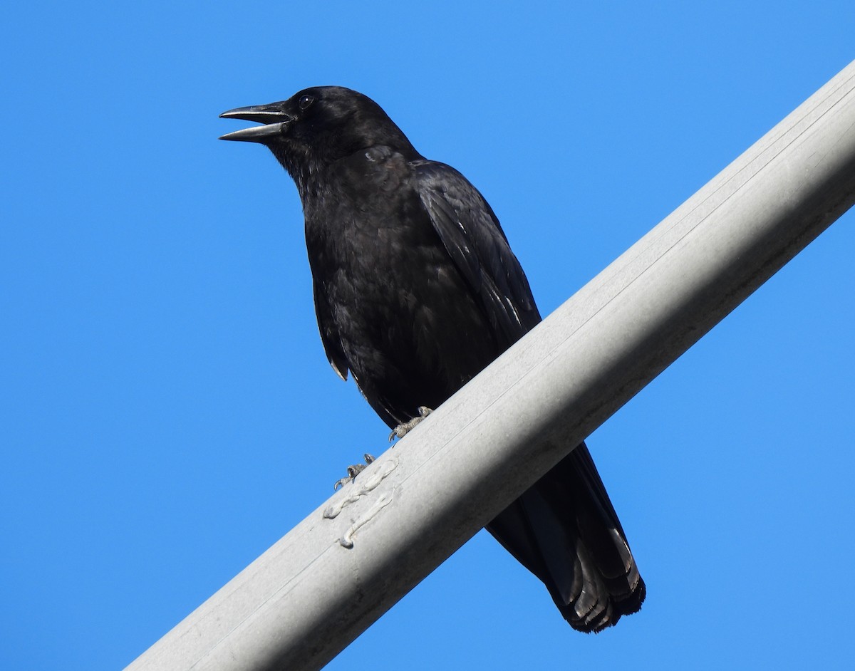 Corvus sp. (crow sp.) - ML619749458