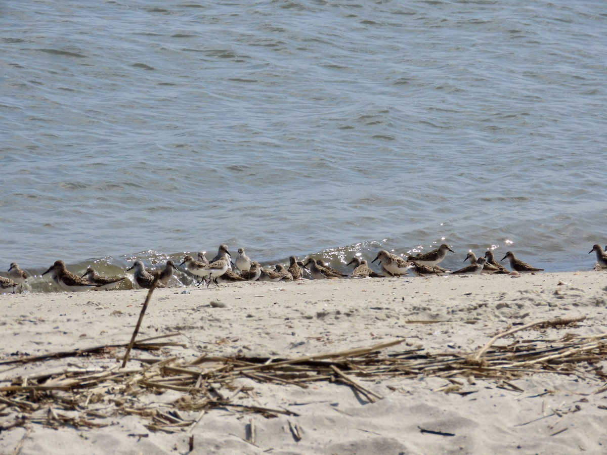 Semipalmated Sandpiper - ML619749466