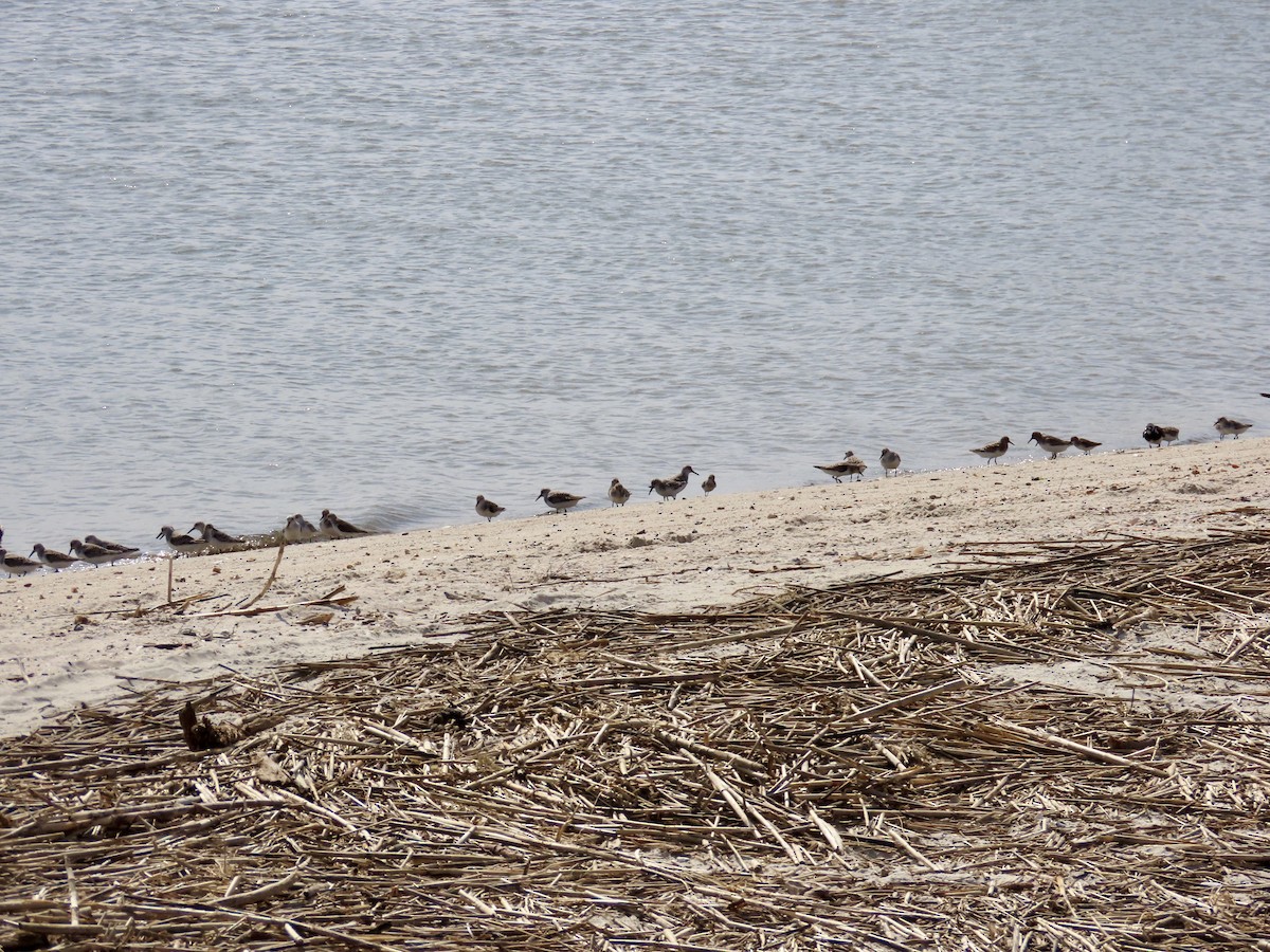 Semipalmated Sandpiper - ML619749467