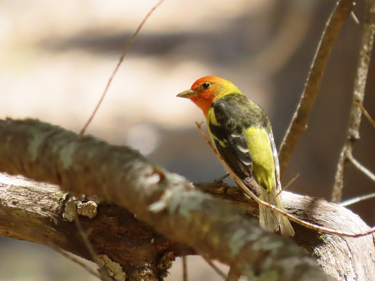 Western Tanager - ML619749472