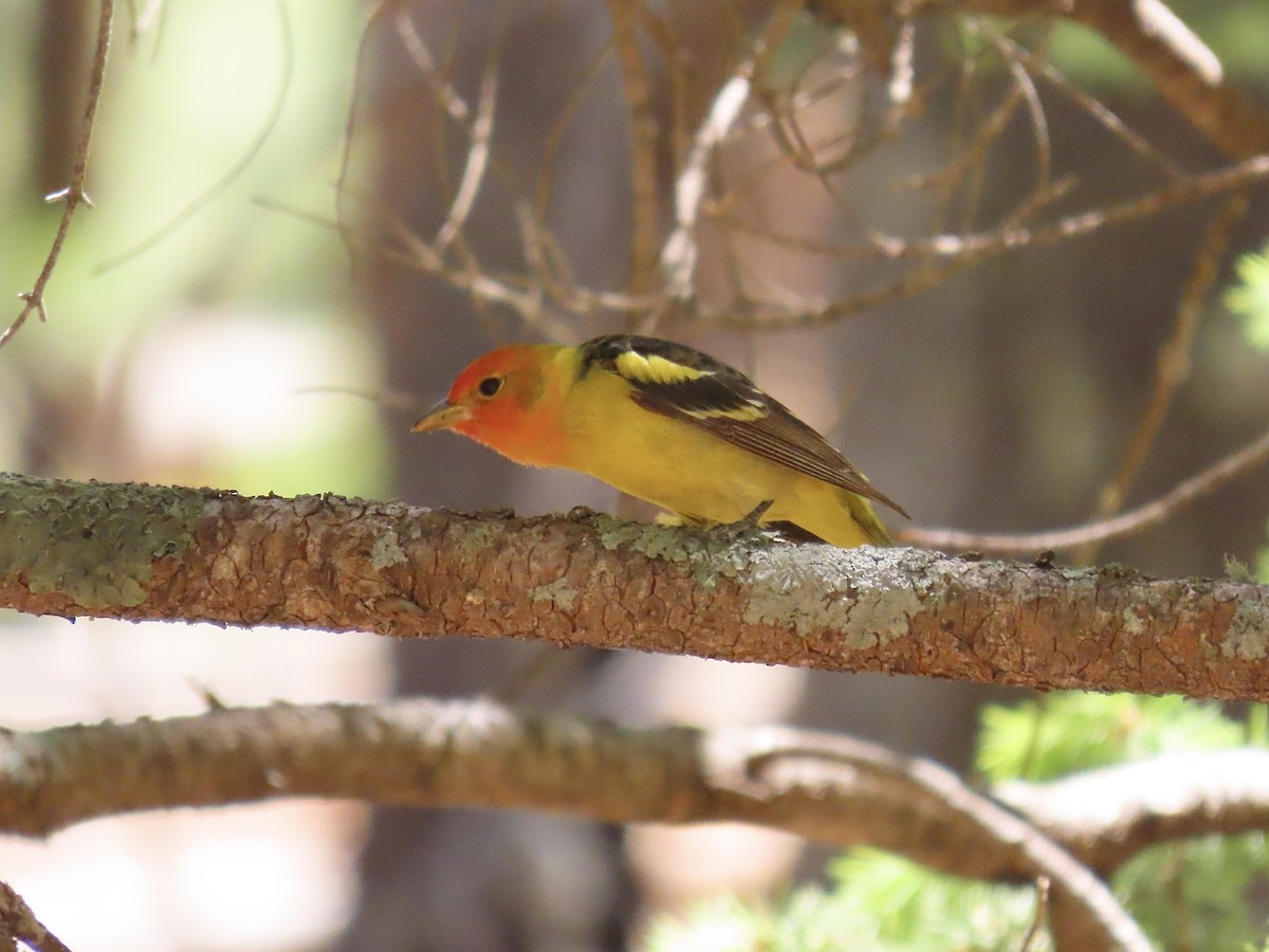 Western Tanager - ML619749473