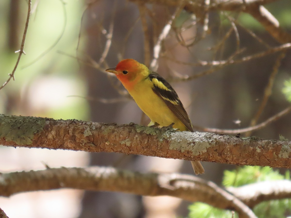 Western Tanager - ML619749474