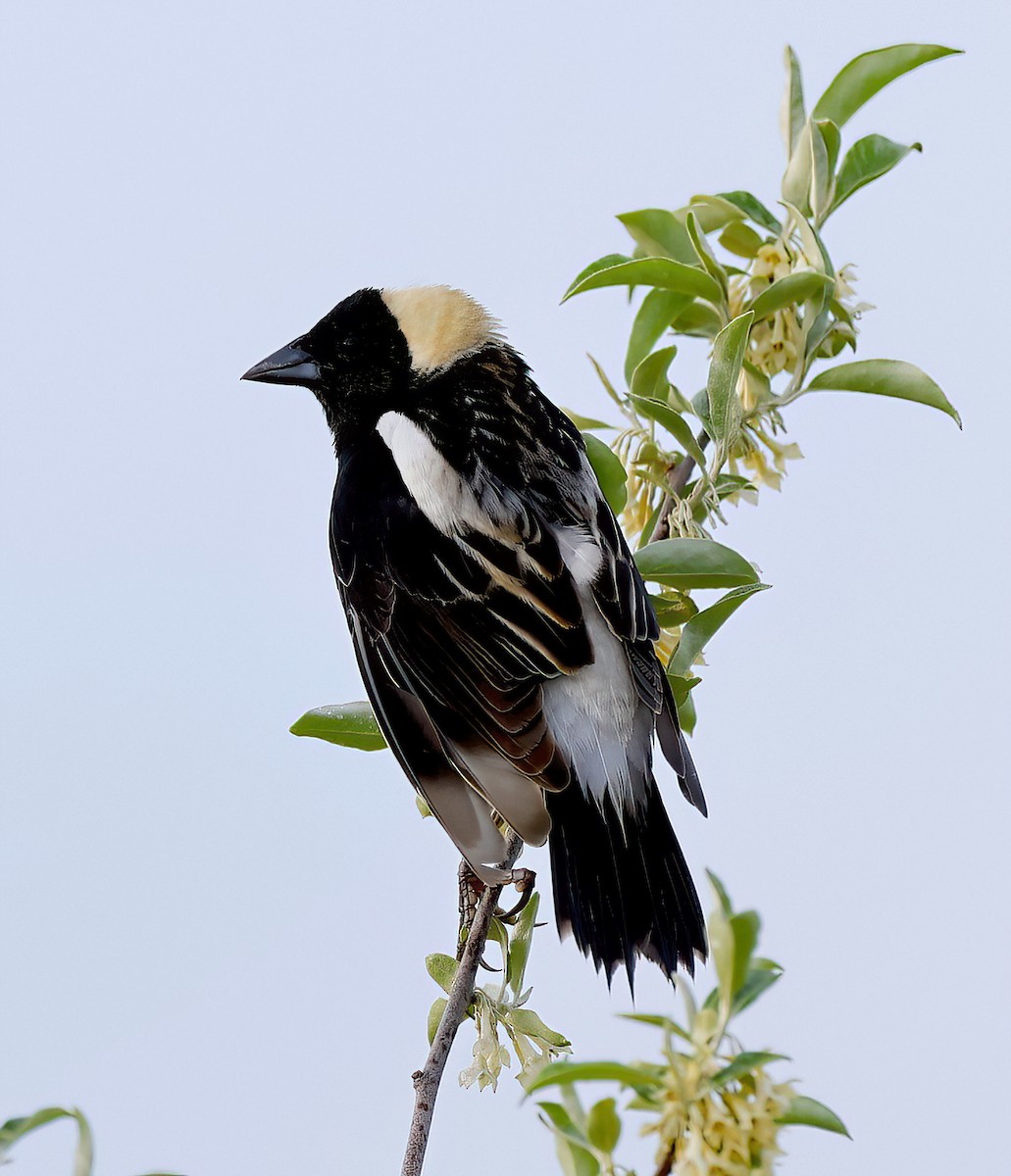 bobolink americký - ML619749477