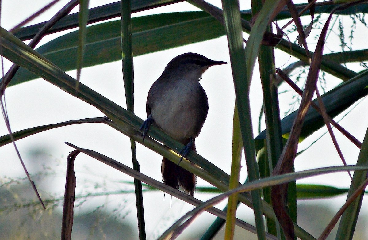 Yellow-chinned Spinetail - ML619749491