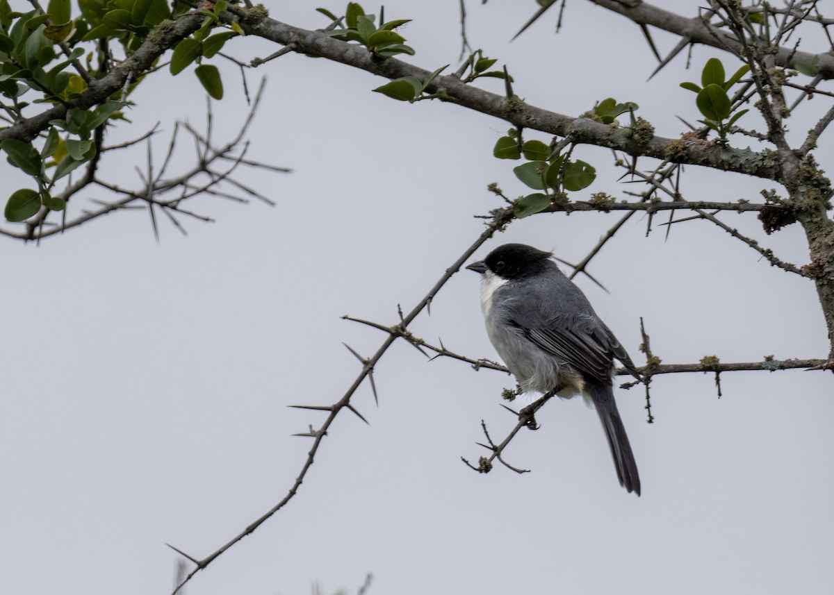 Black-capped Warbling Finch - ML619749495
