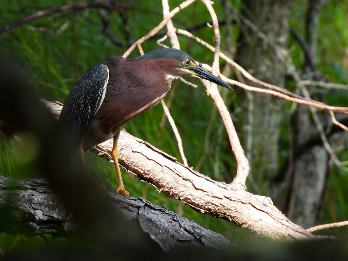 Green Heron - ML619749498