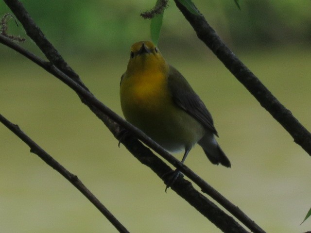 Prothonotary Warbler - ML619749507