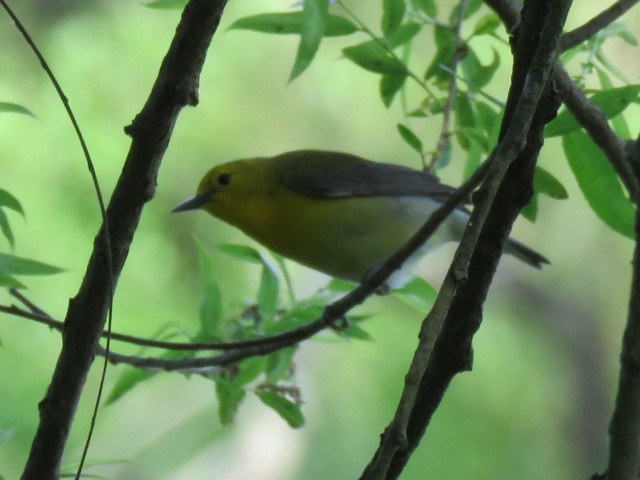 Prothonotary Warbler - ML619749508